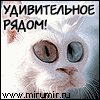 ������ ��� madlur