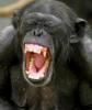 ������ ��� Alfa Ape