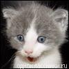 ������ ��� Zorro