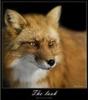 ������ ��� SOUTHFOX