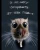 ������ ��� FEES
